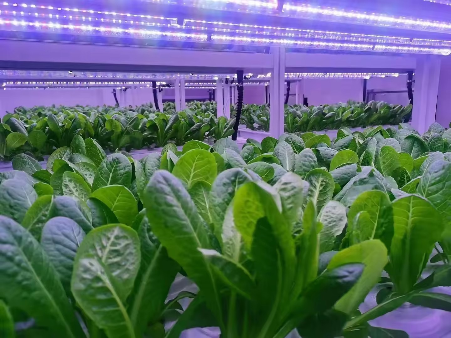 System hydroponiczny wieżowy d – Agriculture Farming Equipments recenzja i cena